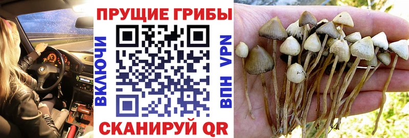 закладка  Яранск  Галлюциногенные грибы мицелий 